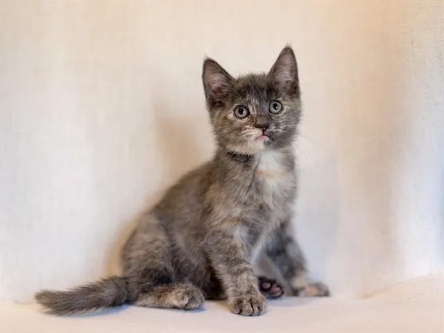 Feli