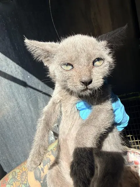 Adoptable Cat