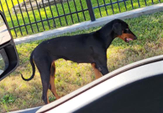 Adoptable Dog