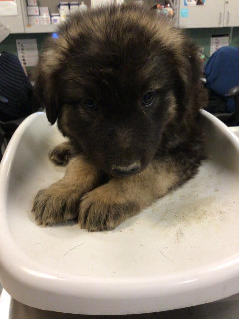 Adoptable Dog