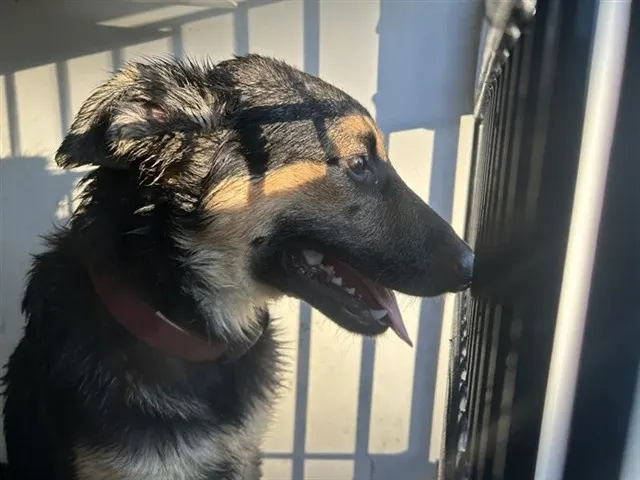 Adoptable Dog