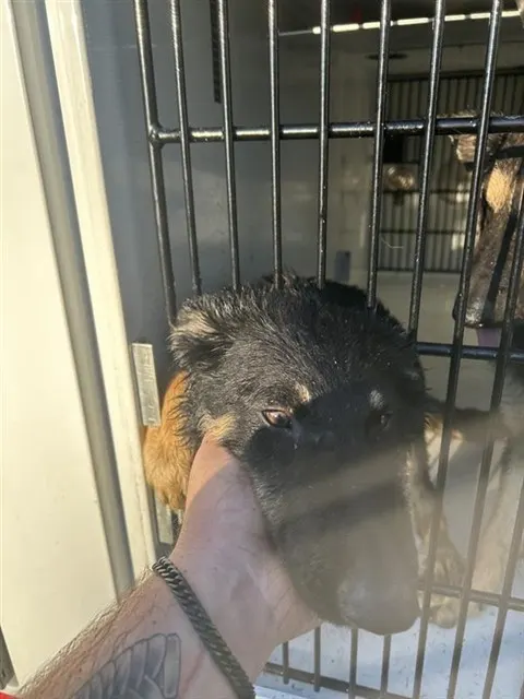 Adoptable Dog