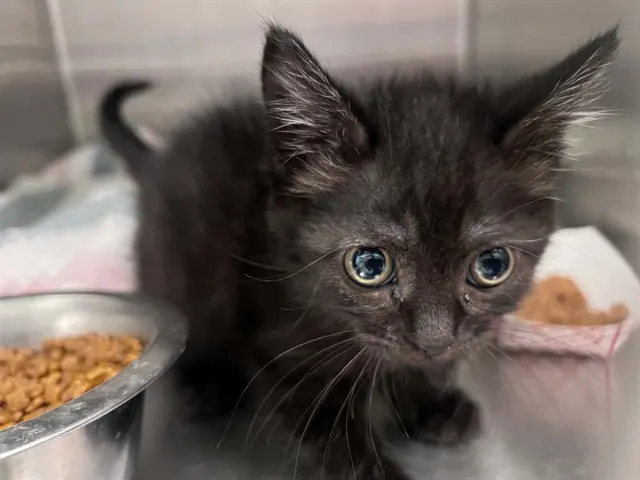 Sabrina
