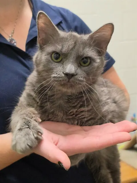 Biscuit
