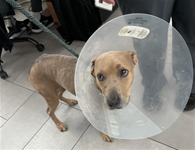 Adoptable Dog