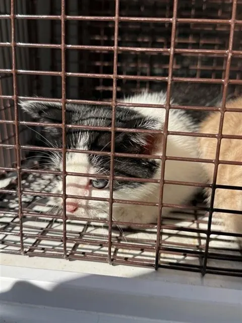 Adoptable Cat