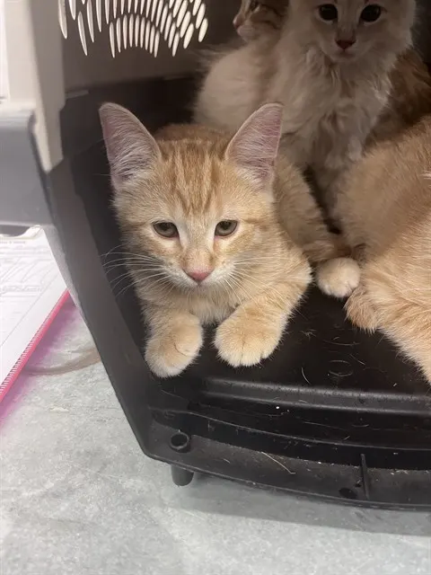 Adoptable Cat