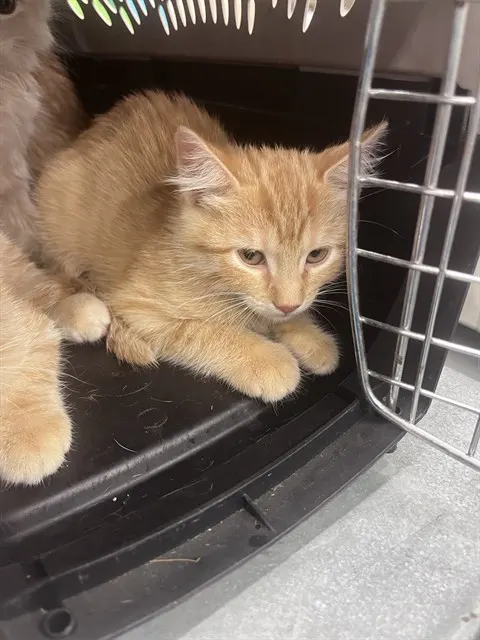 Adoptable Cat