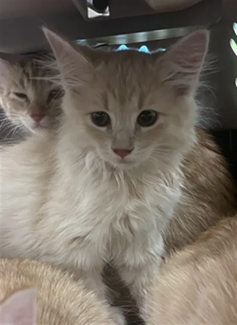 Adoptable Cat