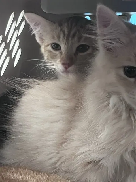 Adoptable Cat
