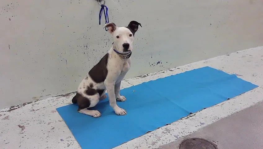 Adoptable Dog
