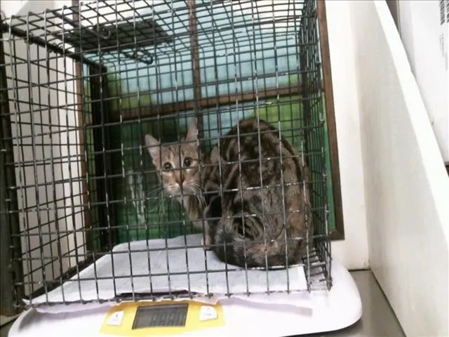 Adoptable Cat