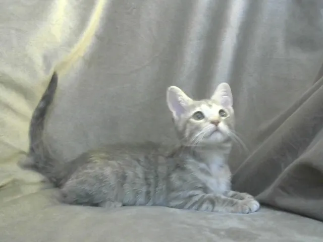 Adoptable Cat