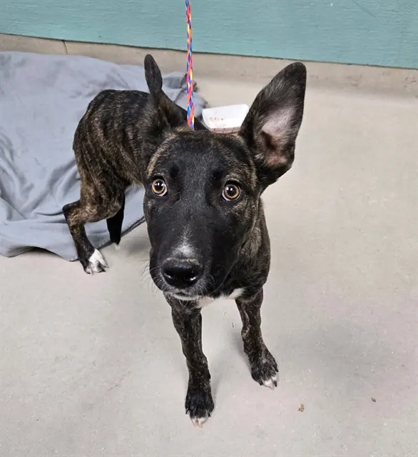 Adoptable Dog