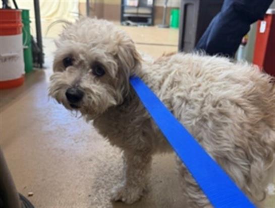 Adoptable Dog