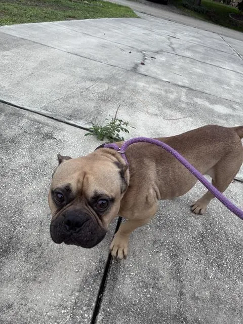 Gizmo
