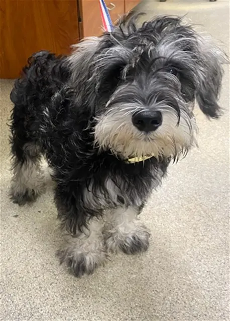 Benji