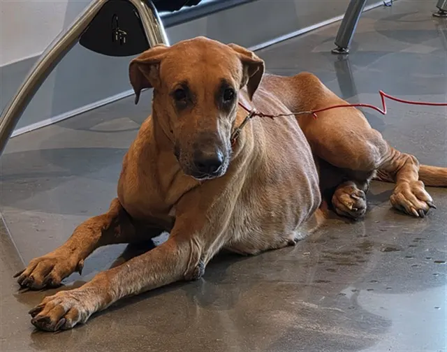 Adoptable Dog