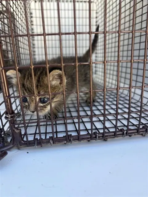 Adoptable Cat