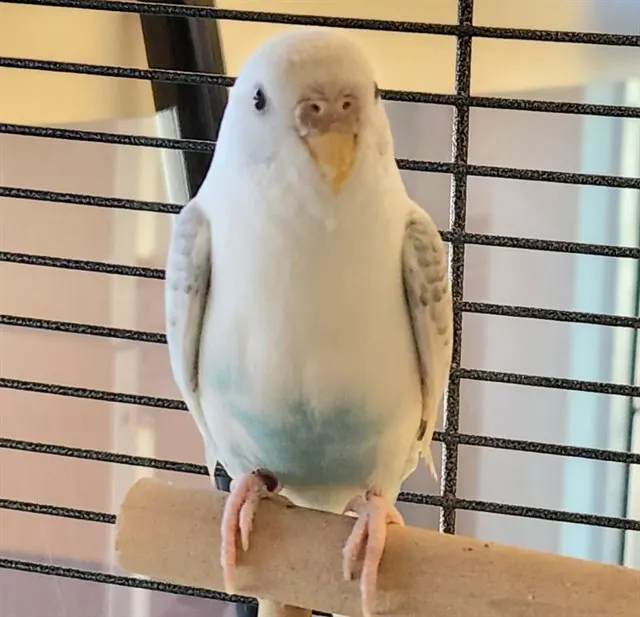 Pete