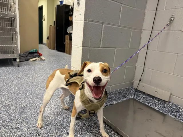Adoptable Dog