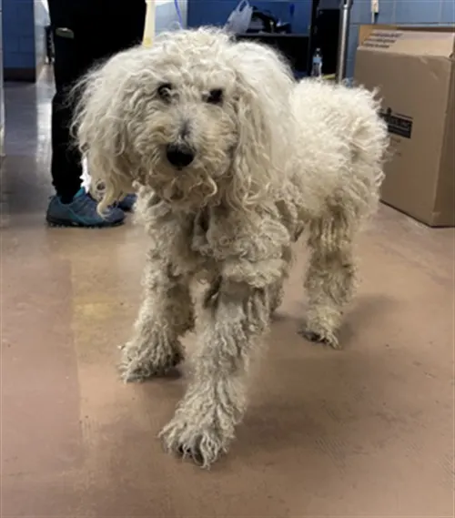 Adoptable Dog