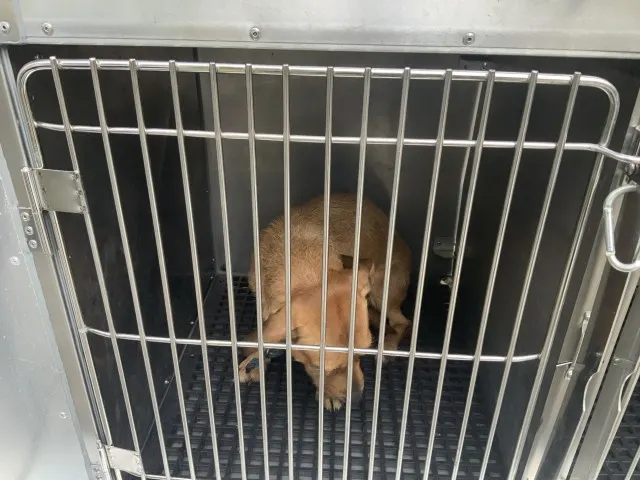 Adoptable Dog