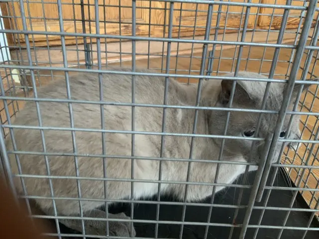 Adoptable Cat