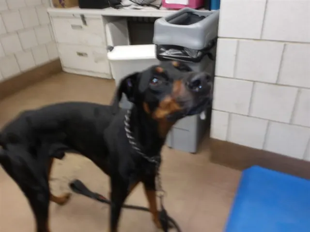 Adoptable Dog