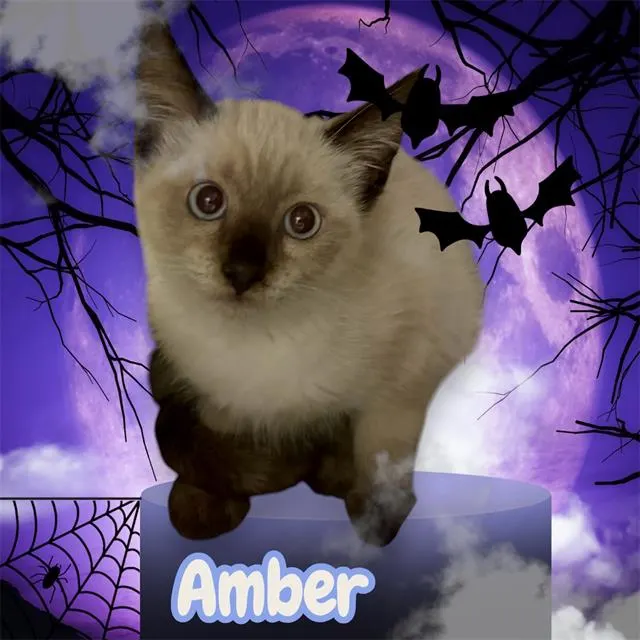 *Amber