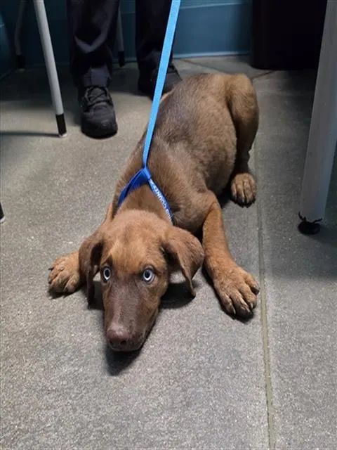 Adoptable Dog