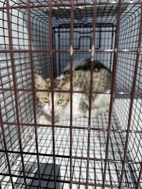 Adoptable Cat