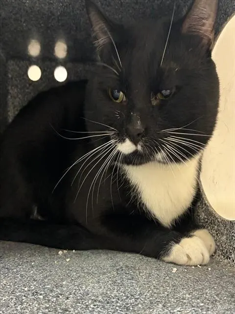 Loki