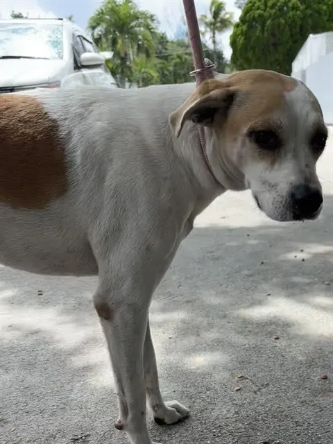 Lola