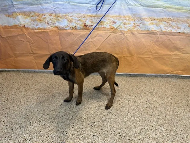 Suki