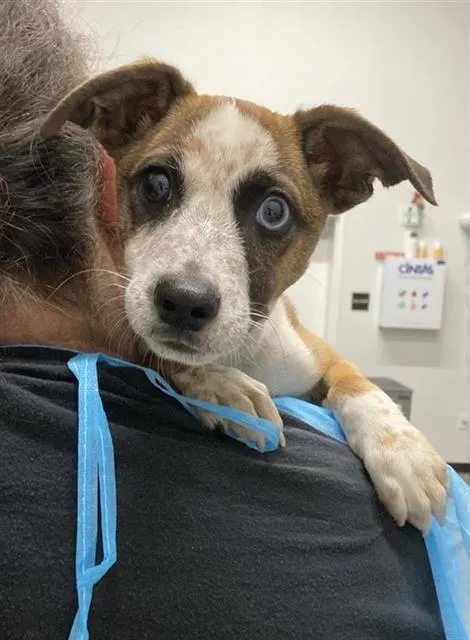 Adoptable Dog