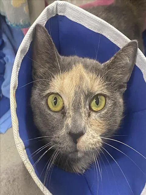 Willow