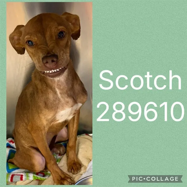 Scotch