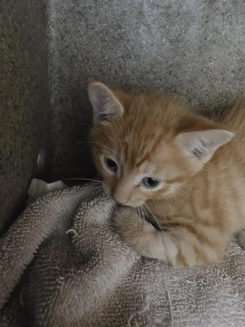Oliver