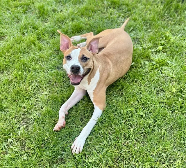 Tonya
