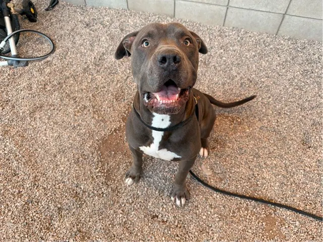 Tyson