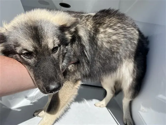 Adoptable Dog