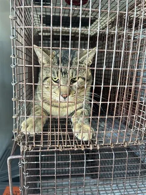 Adoptable Cat