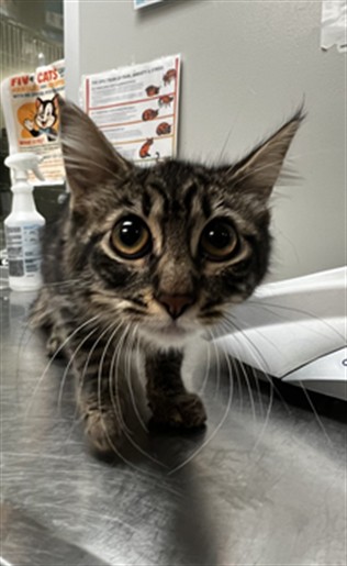 Adoptable Cat