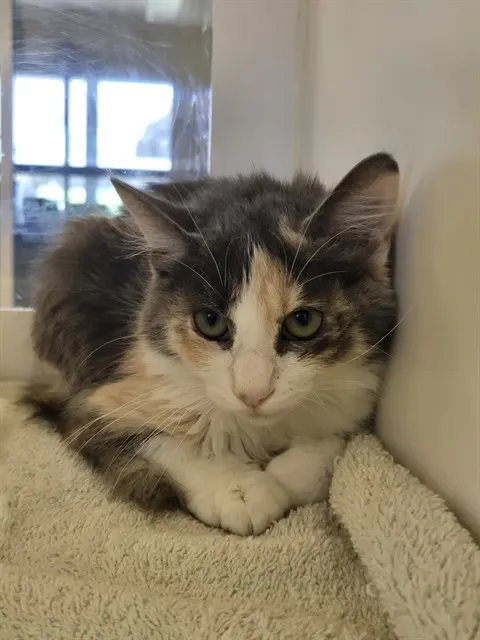 Mochi