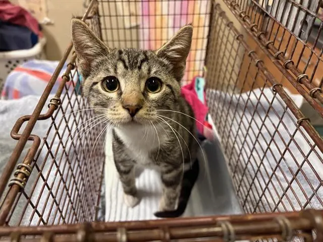 Ferris