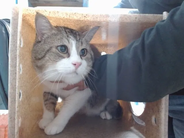 Simba