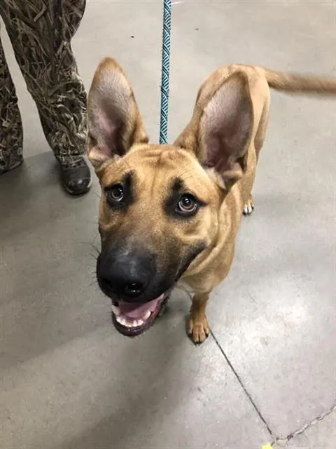 Adoptable Dog