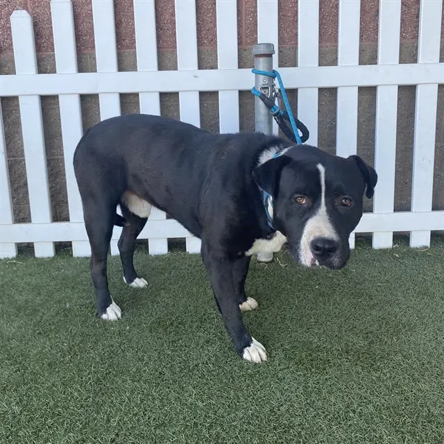 Adoptable Dog