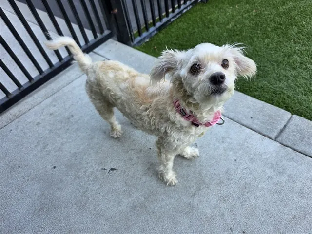 Annie